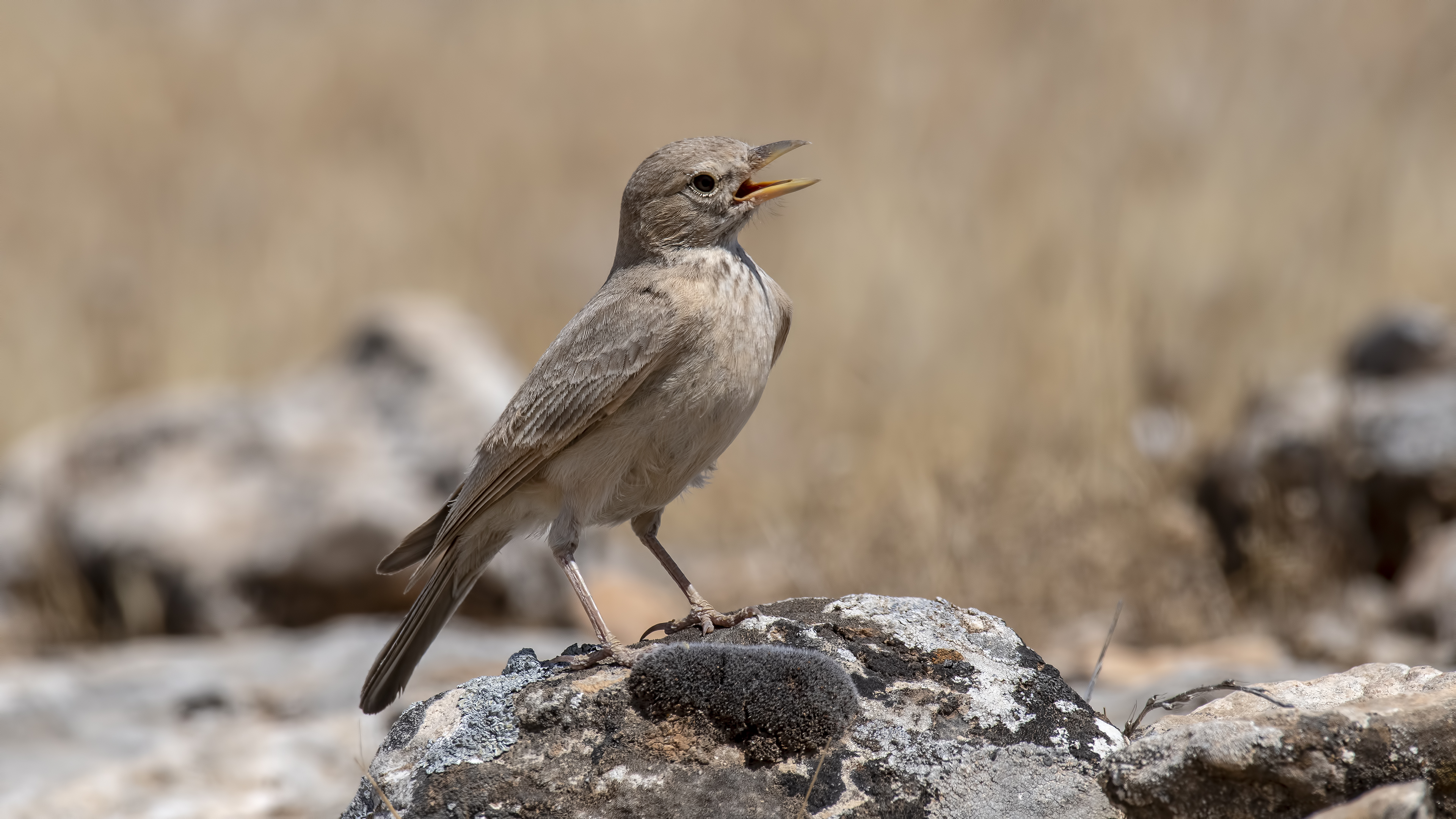 Desert Lark